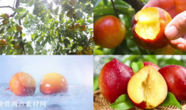 水果视频,缤纷果香，尽享视觉盛宴