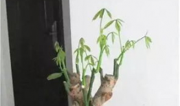 发财树修剪方法视频,视频教程详解